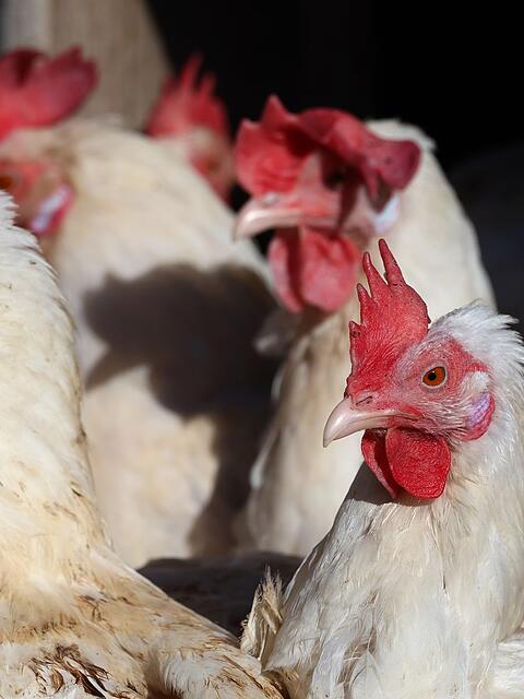 Fast 40.000 Legehennen m&uuml;ssen in einem Betrieb im Landkreis Erding get&ouml;tet werden (Symbolbild).