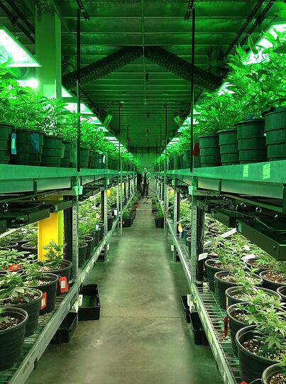 Professioneller, legaler Marihuana-Anbau in Colorado.