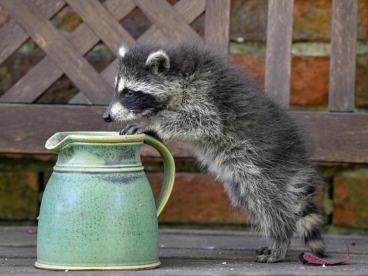Auch er hat Durst: Ein junger Waschbär erkundet im brandenburgischen Sieversorf einen Garten.