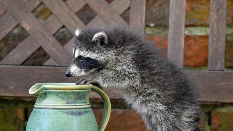 Auch er hat Durst: Ein junger Waschbär erkundet im brandenburgischen Sieversorf einen Garten. Auch er hat Durst: Ein junger Waschbär erkundet im brandenburgischen Sieversorf einen Garten.
