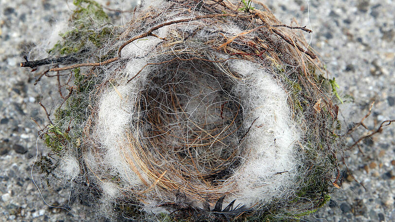 Ein gepolstertes Vogelnest von oben.