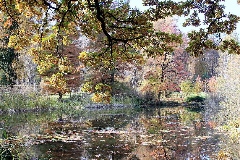 Im Herbst leuchten die Farben am Seerosenteich besonders schön.