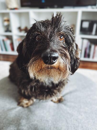 Oscar ist der beste Kumpel und der König der Familie. Er ist ein Charmeur, Frechdachs, Kuschelmonster und Clown in einem. Er ist sehr sozial und sensibel und hat ein riesiges Herz. Wacht morgens bestens gelaunt auf und geht Abends zufrieden ins Bett.