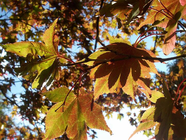 Der Herbst in seinen Farben zum Herbstanfang.
Ein Schnappschuss vom abendlichen Spaziergang am 21.09.2016
in Sankt Ottilien am Ammersee.