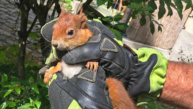 Das gerettete Eichhörnchen.
