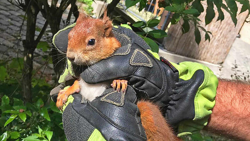 Das gerettete Eichhörnchen. Das gerettete Eichhörnchen.