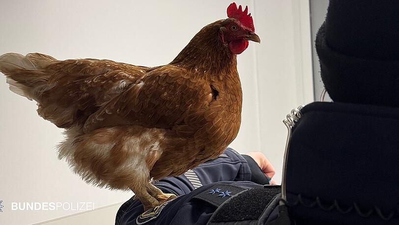 Die Bundespolizei verschickte ein Foto vom gestrandeten Huhn Henrietta.