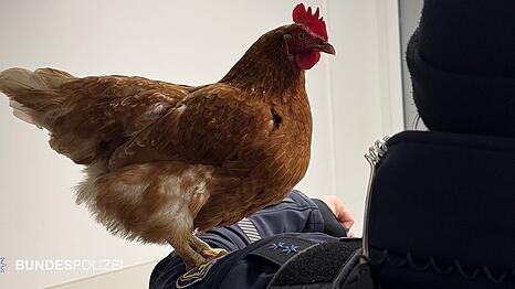 Die Bundespolizei verschickte ein Foto vom gestrandeten Huhn Henrietta.