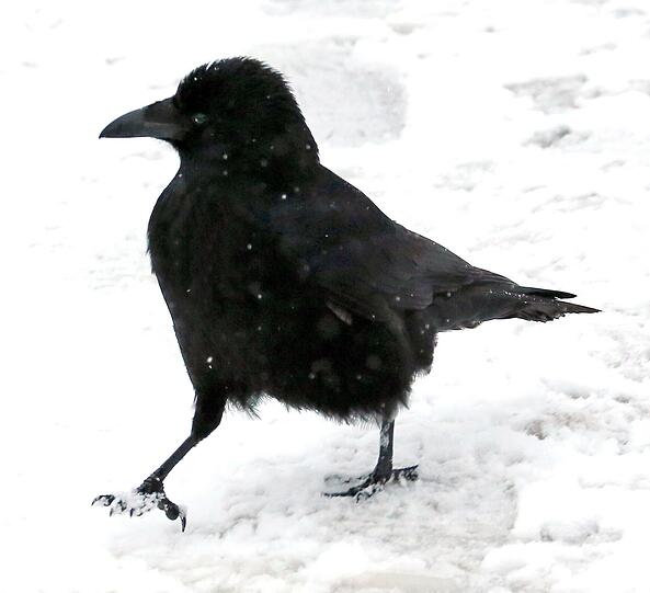 Von Pasing bis Feldmoching, im Englischen Garten oder in den Stadtparks: Krähen-Ansturm auf München.