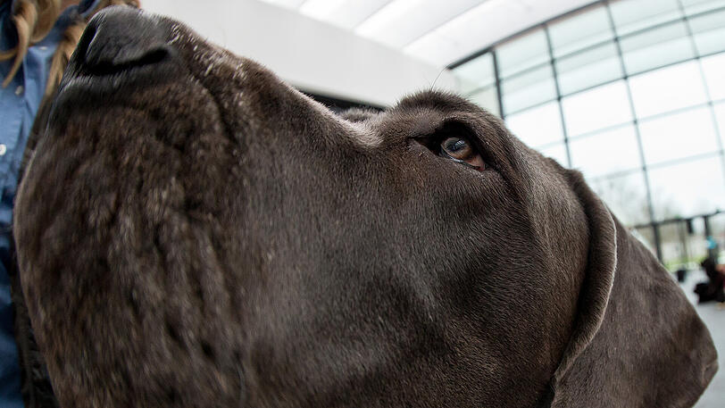 Die Dogge biss dem Buben ins Gesicht - er kam ins Krankenhaus. (Archivbild)
