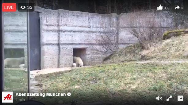 Knuddel-Alarm in Hellabrunn: Das kleine Eisbärbaby wagt sich heute zum ersten Mal ins Freigehege.