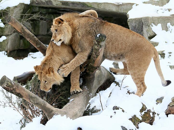 Winterimpressionen aus dem Tierpark Hellabrunn: Hier die Löwen Max und Benny.