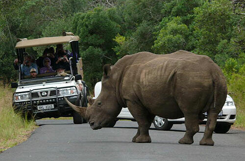 Nashorn im Hluhluwe-Nationalpark, Foto: Zamut
