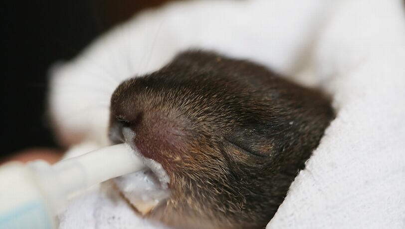 Eine Woche lang hatte die Gruppe Eichhörnchen Schutz um das leben der kleinen Hanni gekämpft und sie gefüttert. Eine Woche lang hatte die Gruppe Eichhörnchen Schutz um das leben der kleinen Hanni gekämpft und sie gefüttert.