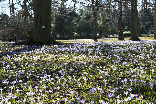 Dieses Wochenende wird es besonders sonnig. Da lohnt sich ein Besuch im Botanischen Garten in Nymphenburg. Hier können Sie erste Frühlingsboten, wie etwa Krokusse, blühen sehen. Noch bis Ende des Monats ist der Eintritt auf das Freigelände gratis. Dieses Wochenende wird es besonders sonnig. Da lohnt sich ein Besuch im Botanischen Garten in Nymphenburg. Hier können Sie erste Frühlingsboten, wie etwa Krokusse, blühen sehen. Noch bis Ende des Monats ist der Eintritt auf das Freigelände gratis.