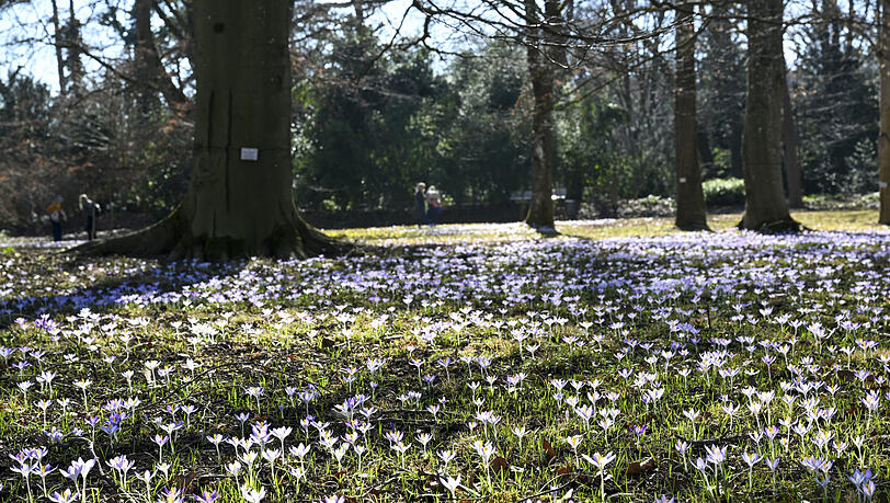 Dieses Wochenende wird es besonders sonnig. Da lohnt sich ein Besuch im Botanischen Garten in Nymphenburg. Hier können Sie erste Frühlingsboten, wie etwa Krokusse, blühen sehen. Noch bis Ende des Monats ist der Eintritt auf das Freigelände gratis. Dieses Wochenende wird es besonders sonnig. Da lohnt sich ein Besuch im Botanischen Garten in Nymphenburg. Hier können Sie erste Frühlingsboten, wie etwa Krokusse, blühen sehen. Noch bis Ende des Monats ist der Eintritt auf das Freigelände gratis.