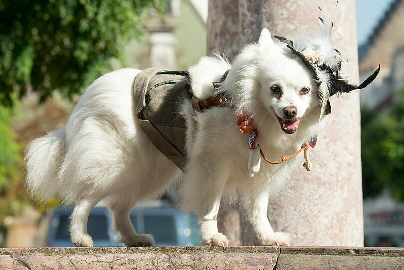 Hunde in Tracht: Eine Designerin entwirft bayerische Lederhosen und Dirndl für Vierbeiner.
