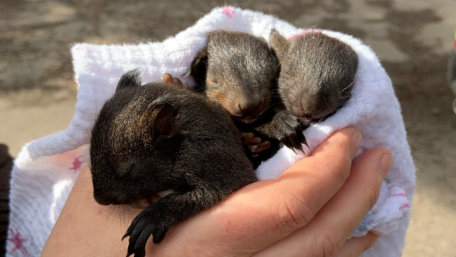 Die Polizei taufte die kleinen Eichhörnchen auf die Namen Alvin, Simon und Theodore .