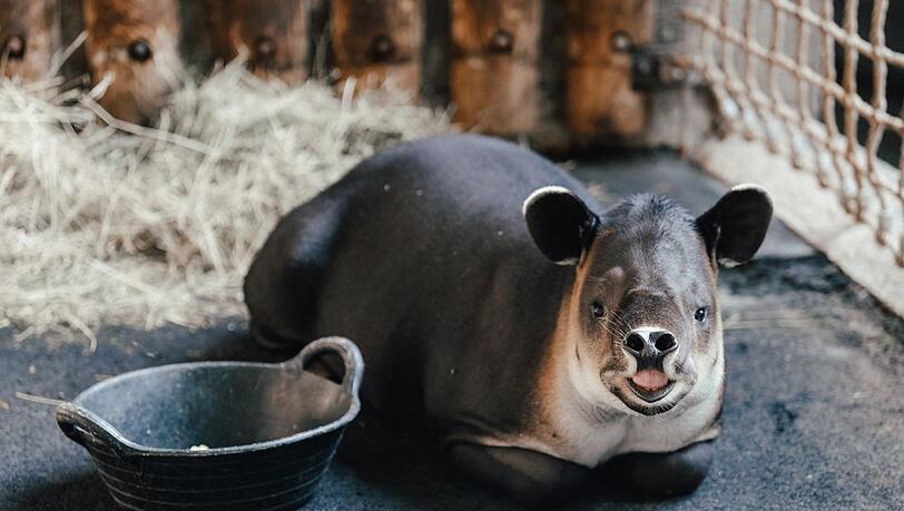 Tapir Mattheo erkundet jetzt das umgestaltete Nashornhaus des Tierparks.