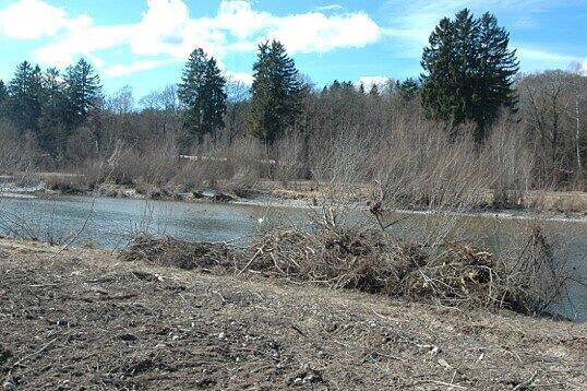 Das Treibgut in der Isar könnte sich...