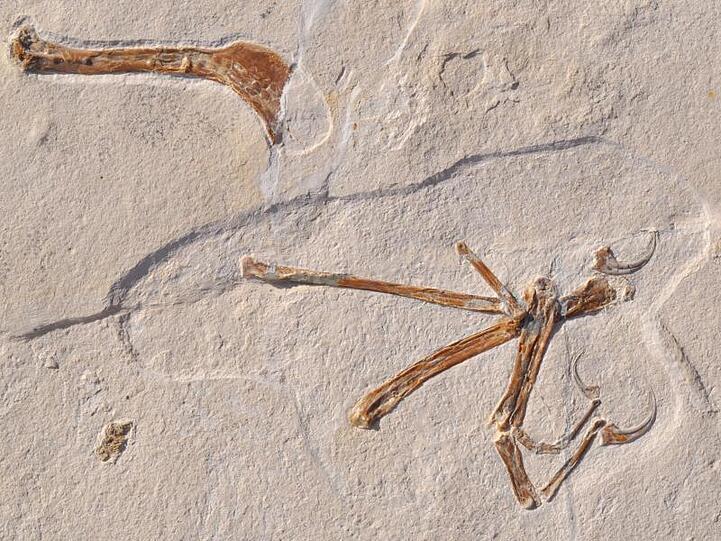 Das Foto zeigt das Fossil eines Alcmonavis poeschli, das im Altmühltal gefunden wurde. Foto: O. Rauhut/LMU/SNSB/dpa