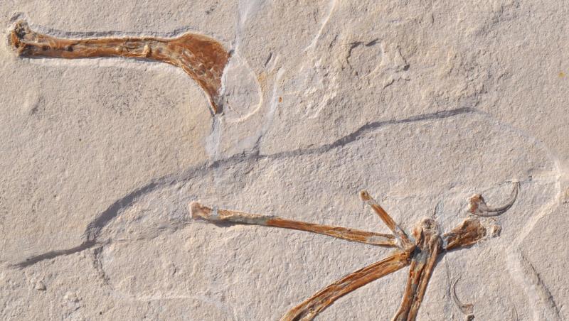 Das Foto zeigt das Fossil eines Alcmonavis poeschli, das im Altmühltal gefunden wurde. Foto: O. Rauhut/LMU/SNSB/dpa Das Foto zeigt das Fossil eines Alcmonavis poeschli, das im Altmühltal gefunden wurde. Foto: O. Rauhut/LMU/SNSB/dpa