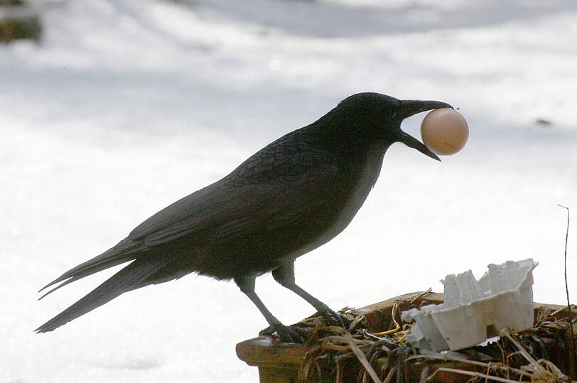 Hunger? Eine Rabenkrähe versucht, ein Ei zu essen.