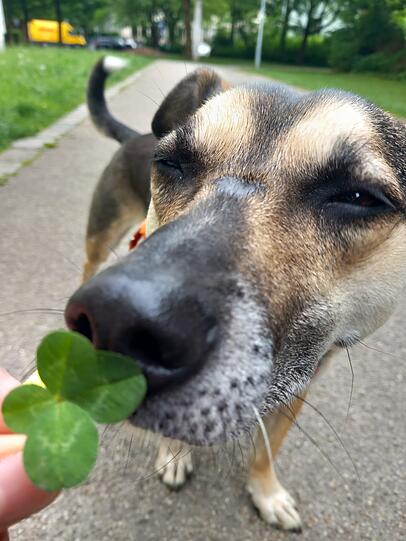 Mali ist unser super Hund. Sie spendet uns Trost, gibt viel Liebe, bringt uns sehr zum Lachen und das Kuscheln mit ihr, ist eines der schönsten Dinge für uns. Jeden Morgen verstecken wir ihr Futter in der Wohnung, das sie jedes Mal sehr schnell findet.