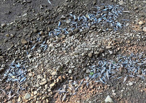 Trauriges Bild: Hunderte Fische sind im H&uuml;llgraben verendet, weil das Bachbett ausgetrocknet ist.
