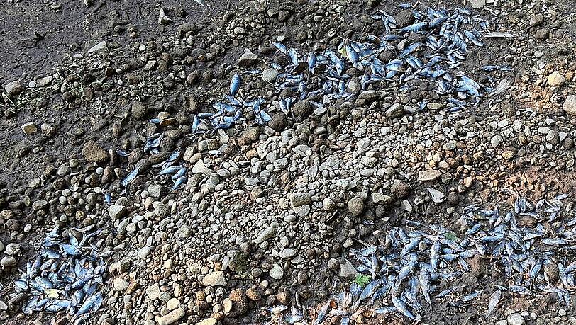 Trauriges Bild: Hunderte Fische sind im Hüllgraben verendet, weil das Bachbett ausgetrocknet ist. Trauriges Bild: Hunderte Fische sind im Hüllgraben verendet, weil das Bachbett ausgetrocknet ist.