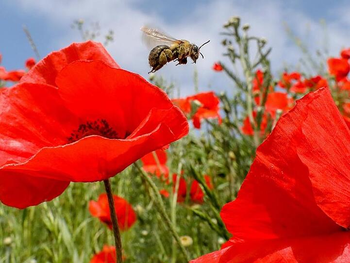 Eine Biene ist auf einer Wiese mit blühendem Klatschmohn unterwegs. Foto: Thomas Warnack/Archivbild