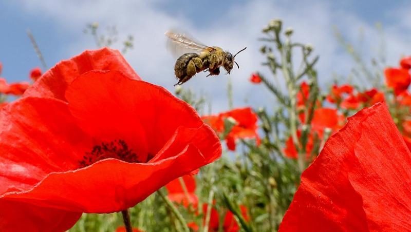 Eine Biene ist auf einer Wiese mit blühendem Klatschmohn unterwegs. Foto: Thomas Warnack/Archivbild Eine Biene ist auf einer Wiese mit blühendem Klatschmohn unterwegs. Foto: Thomas Warnack/Archivbild