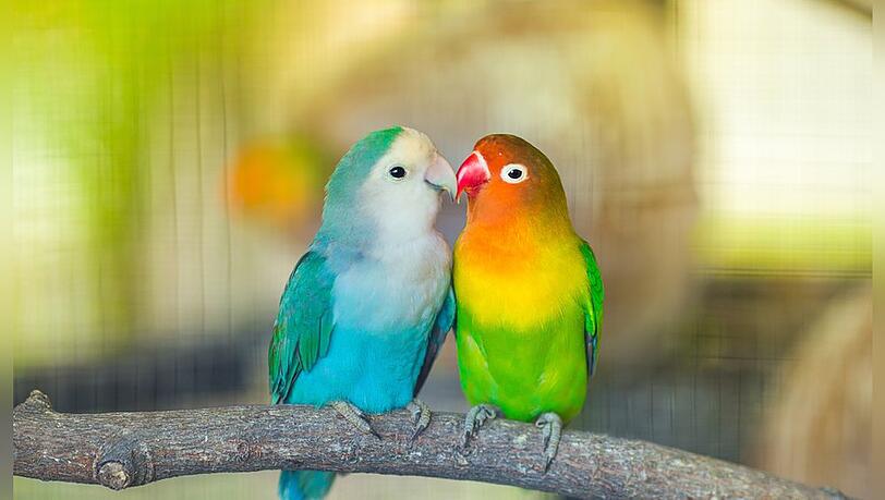 Was sagt die virale "Bird Theory" wirklich über Beziehungen aus?