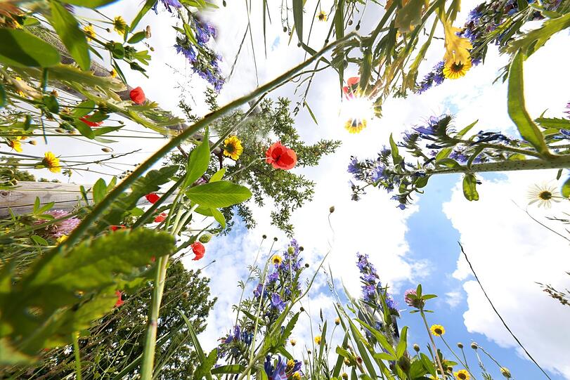 Ganz schon wild, der Münchner Osten: eine blühende Wiesen-Pracht in der Grafinger Straße.