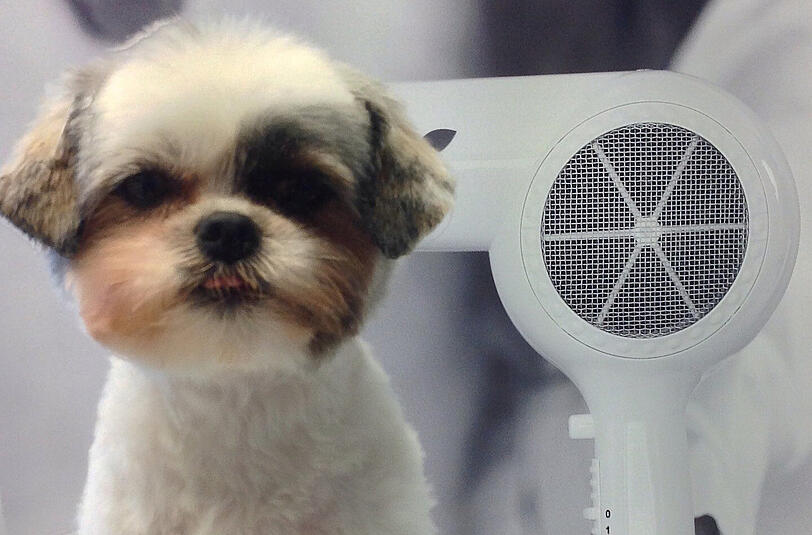 Armer unschuldiger Shih Tzu: In Florida biss ein Mann den Hund seiner Mutter.