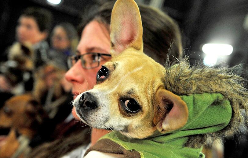 Peppi war der Star des Abends und gewann das Hundecasting souverän.