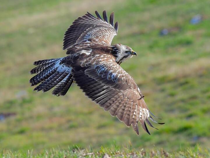 Ein Mäusebussard (Buteo buteo) fliegt über eine Wiese. Foto: Patrick Pleul/Archivbild