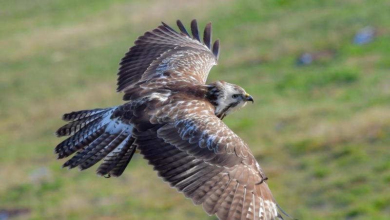 Ein Mäusebussard (Buteo buteo) fliegt über eine Wiese. Foto: Patrick Pleul/Archivbild Ein Mäusebussard (Buteo buteo) fliegt über eine Wiese. Foto: Patrick Pleul/Archivbild