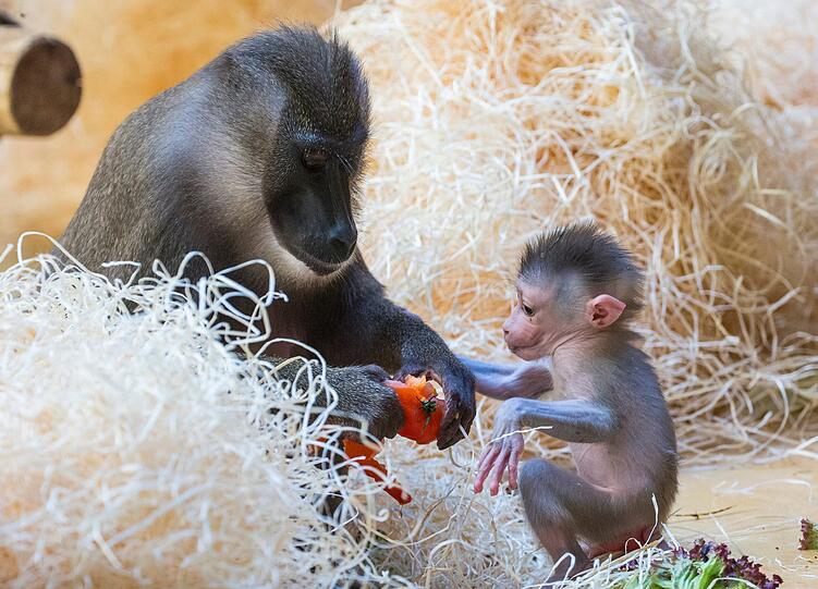 Nicht ohne meine Mama: Das Affenbaby Pinto ist der jüngste Nachwuchs bei den Drills in Hellabrunn.