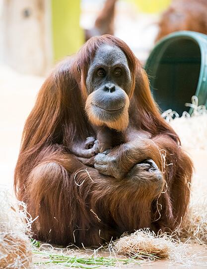 Der Tierpark Hellabrunn ist momentan im Baby-Glück.