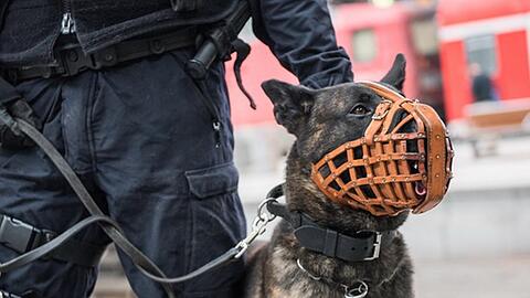 Ein Diensthund der Bundespolizei. (Symbolbild)