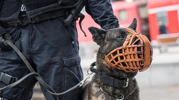 Ein Diensthund der Bundespolizei. (Symbolbild)