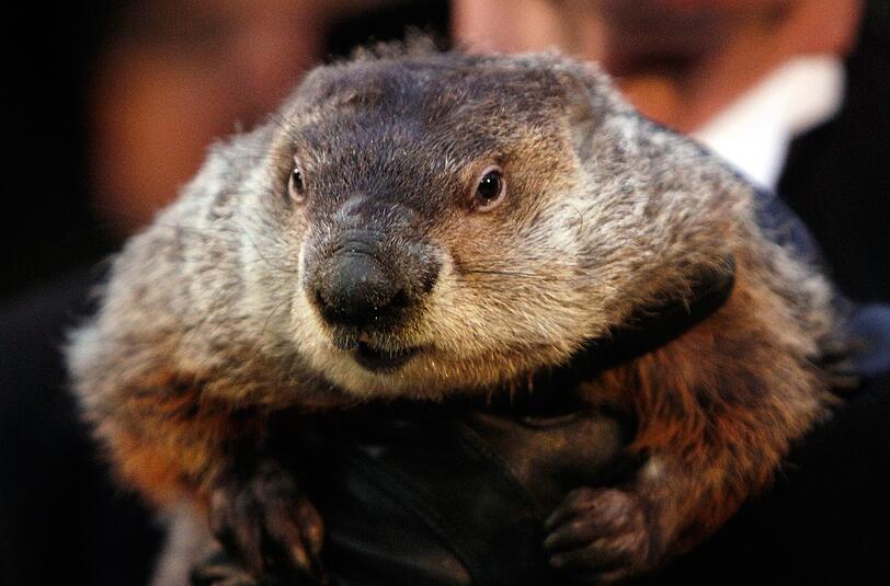 Der Groundhog Day, spätestens seit dem Film "Und täglich grüßt das Murmeltier" auch in Europa bekannt, ist eine amerikanische Tradition.