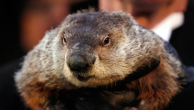 Der Groundhog Day, spätestens seit dem Film "Und täglich grüßt das Murmeltier" auch in Europa bekannt, ist eine amerikanische Tradition. Der Groundhog Day, spätestens seit dem Film "Und täglich grüßt das Murmeltier" auch in Europa bekannt, ist eine amerikanische Tradition.