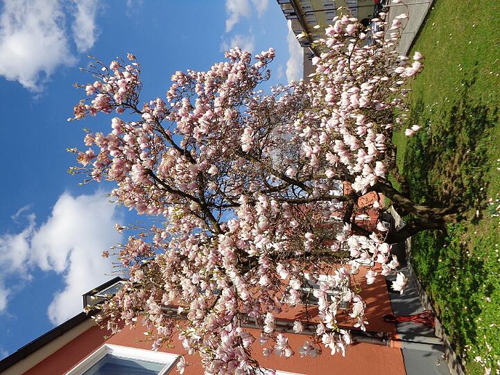 Der AZ-Leser Jochen Seeger hat einen Baum in voller Blüte in der Cimbernstraße entdeckt.