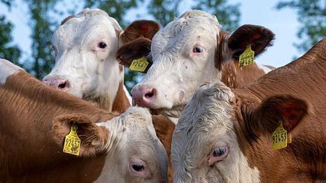 Noch haben die Ochsen gelbe Ohrmarken mit f&uuml;nfstelligen Nummern - am Wiesn-Grill bekommen einige Namen.