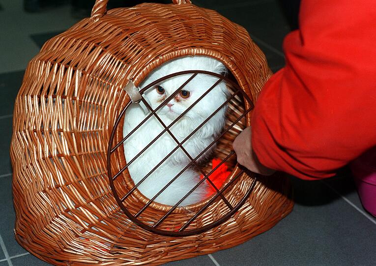 Manche Funde machen eher ratlos: eine Katzentransportbox (Symbolbild), ...