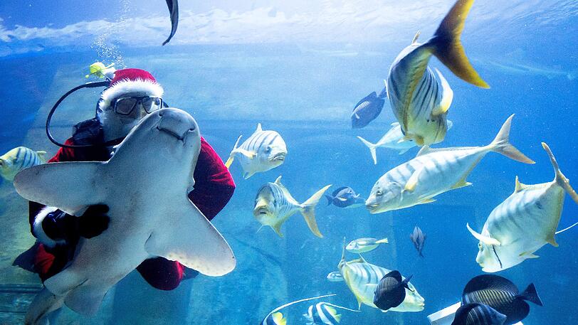 Witzige Aktion: Ein als Nikolaus verkleideter Mitarbeiter des Sea Life im Olympiapark füttert verschiedene Hai- und andere Fisch-Arten im Aquarium. Klicken Sie sich durch die Bilderstrecke.