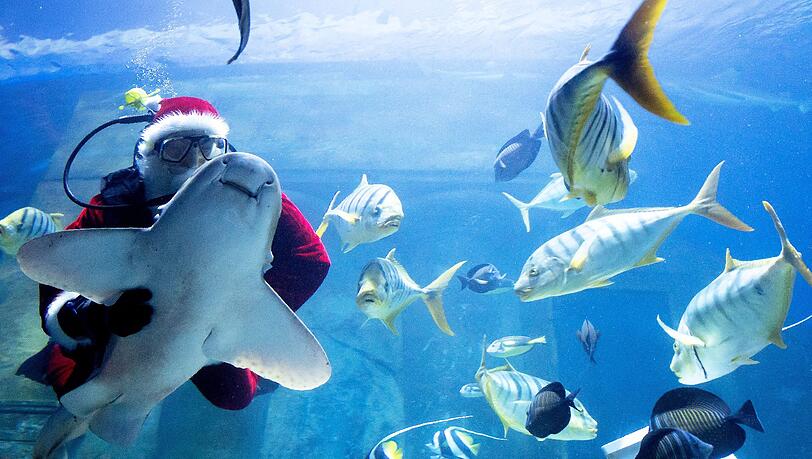 Witzige Aktion: Ein als Nikolaus verkleideter Mitarbeiter des Sea Life im Olympiapark füttert verschiedene Hai- und andere Fisch-Arten im Aquarium. Klicken Sie sich durch die Bilderstrecke. Witzige Aktion: Ein als Nikolaus verkleideter Mitarbeiter des Sea Life im Olympiapark füttert verschiedene Hai- und andere Fisch-Arten im Aquarium. Klicken Sie sich durch die Bilderstrecke.