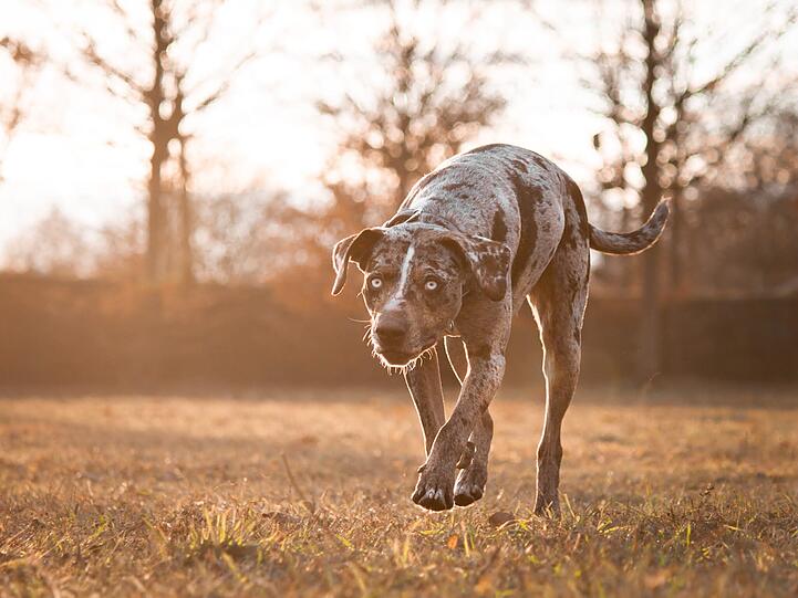 Lea (4) ist eine Hündin der Rasse Louisiana-Catahoula- Leopard-Dog, die Beschäftigung braucht und einen starken Jagdtrieb hat. Lea ist sehr sportlich, verspielt und wäre somit ideal für Hundesport geeignet. Die temperamentvolle Dame wünscht sich erfahrene Halter.